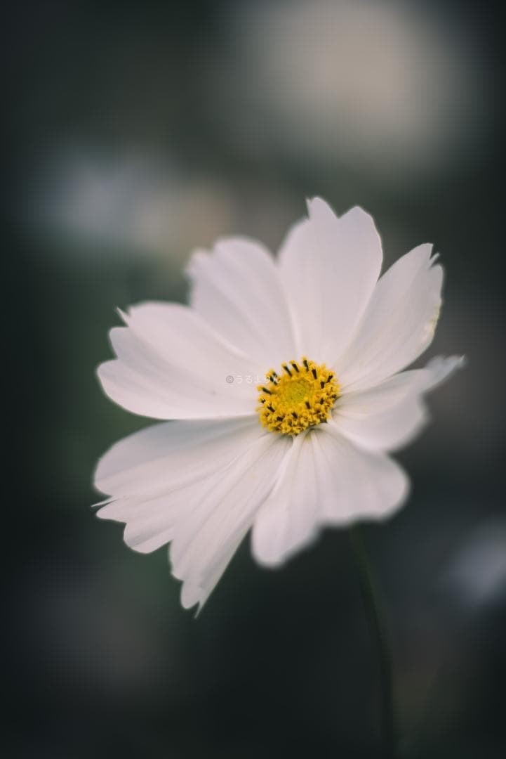 良品！Leica SUMMICRON 90mm 2nd 後期 オールドレンズ