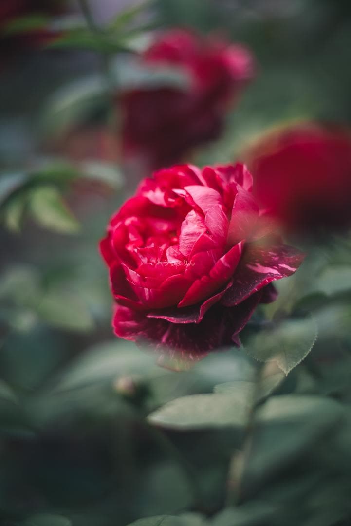 良品！Leica SUMMICRON 90mm 2nd 後期 オールドレンズ