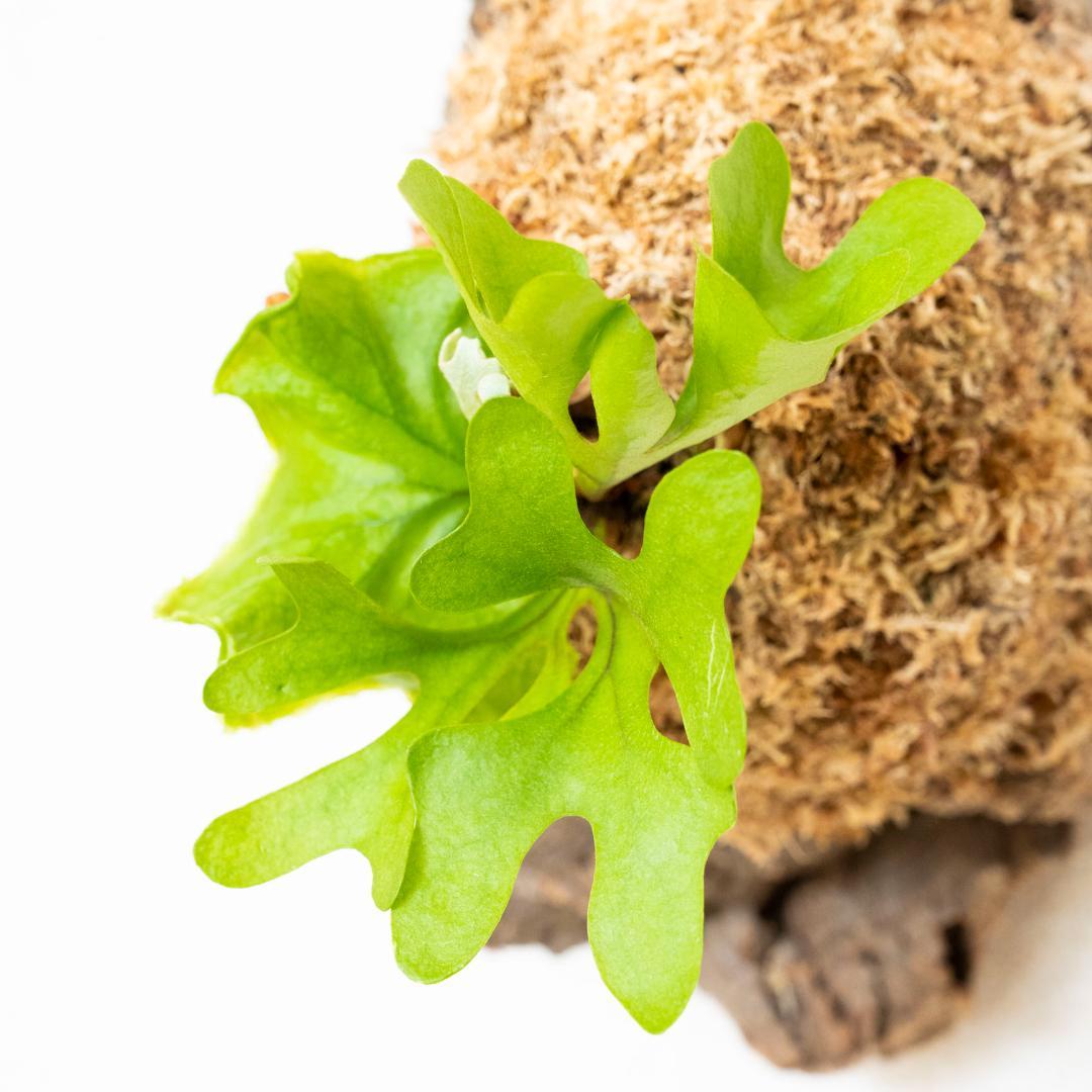 ビカクシダ　リドレイ　ドワーフ　コルク付けb
