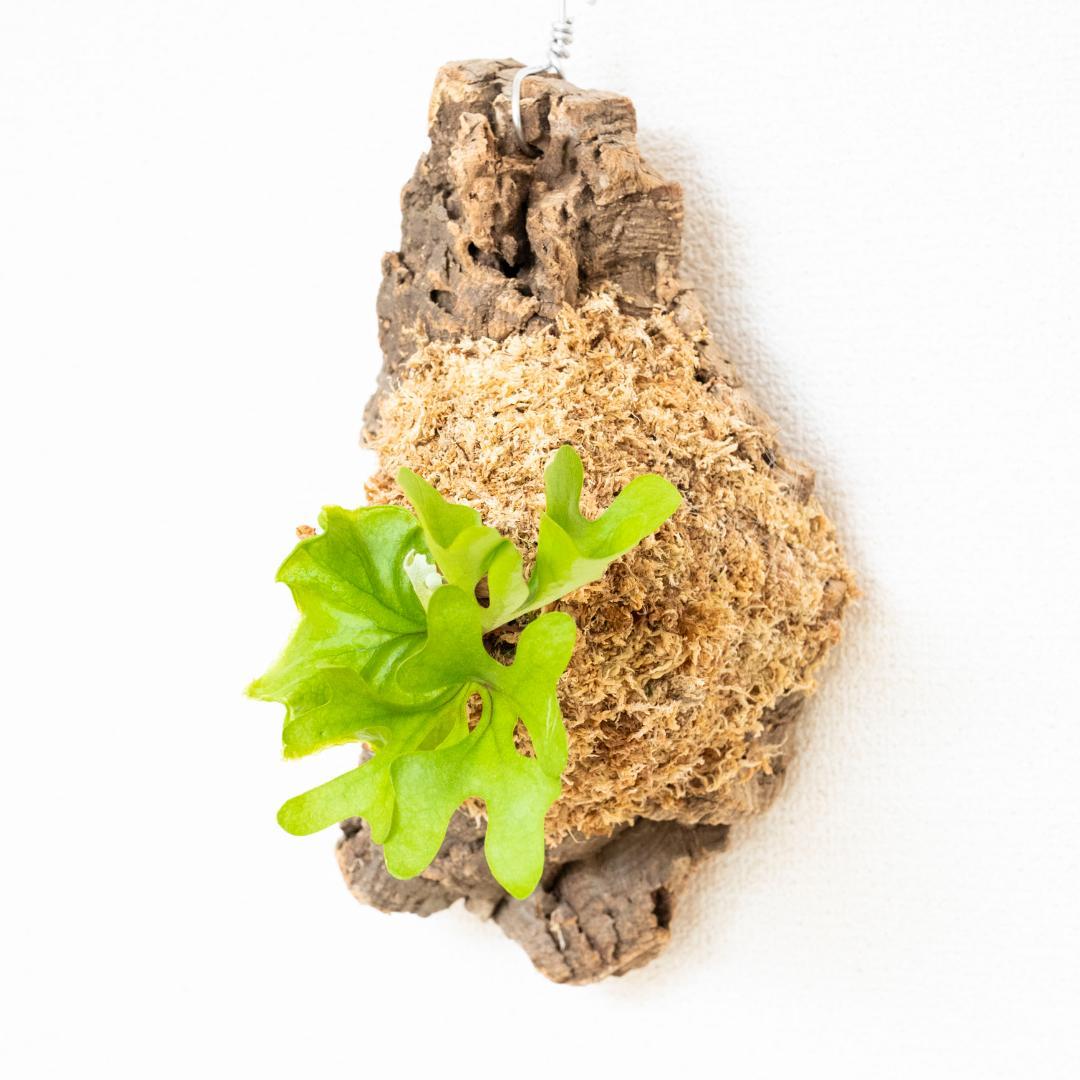 ビカクシダ　リドレイ　ドワーフ　コルク付けb