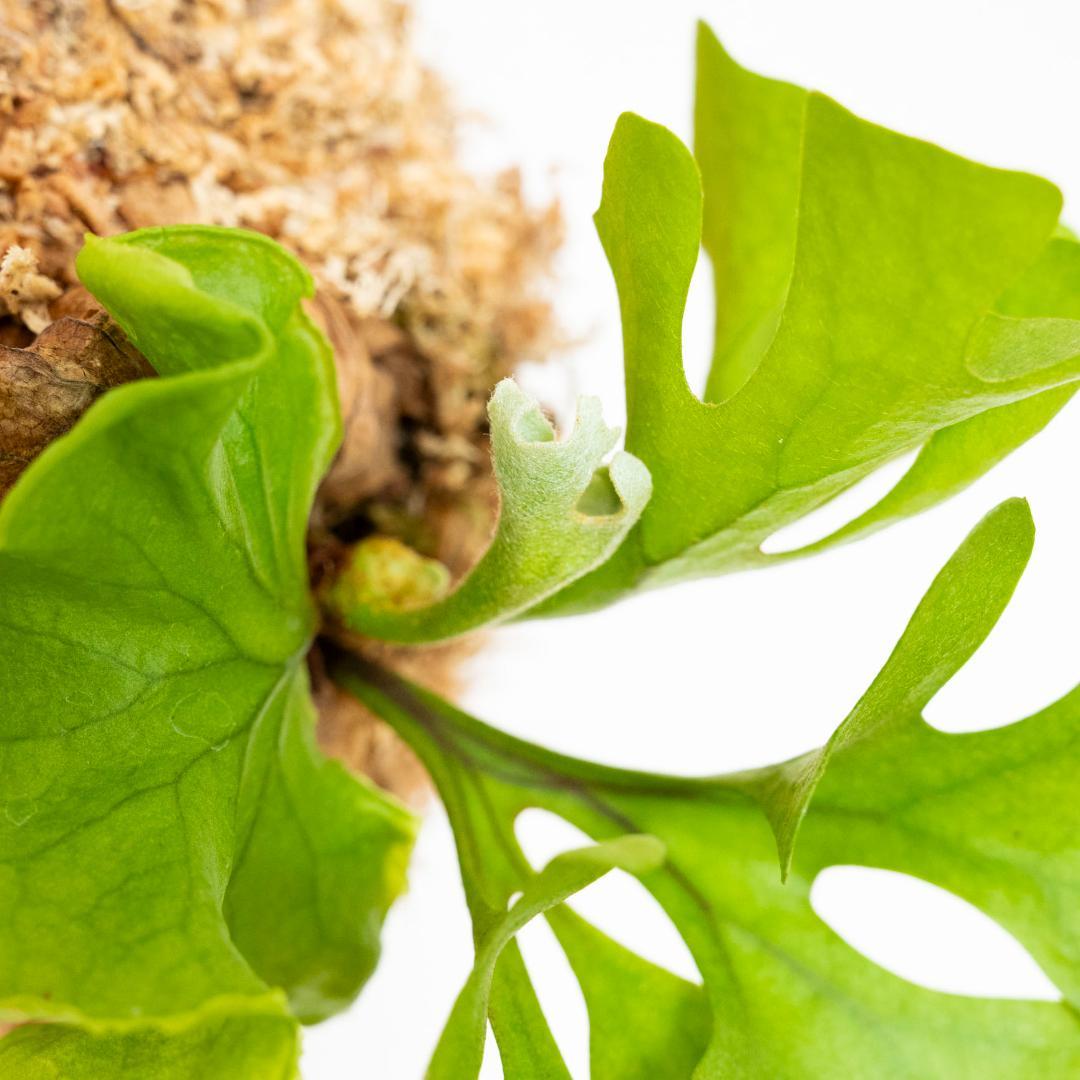 ビカクシダ　リドレイ　ドワーフ　コルク付けb