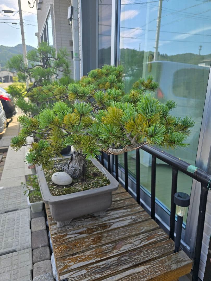 五葉松　盆栽