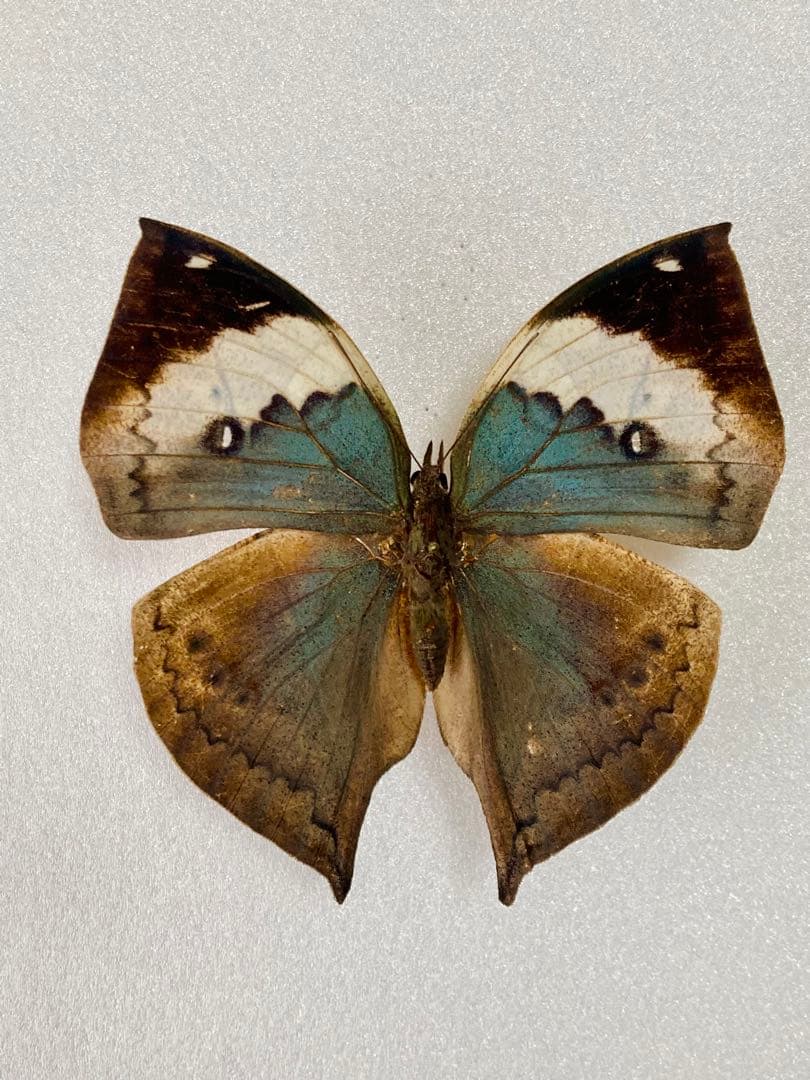 【珍品 現品限り】パラタイプ・コノハチョウ（1オス・タイ産）