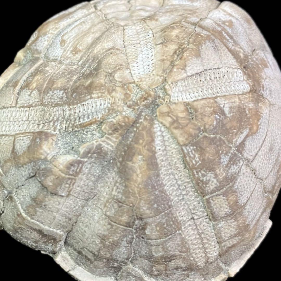 ウニ　化石　北海道 産　国産化石