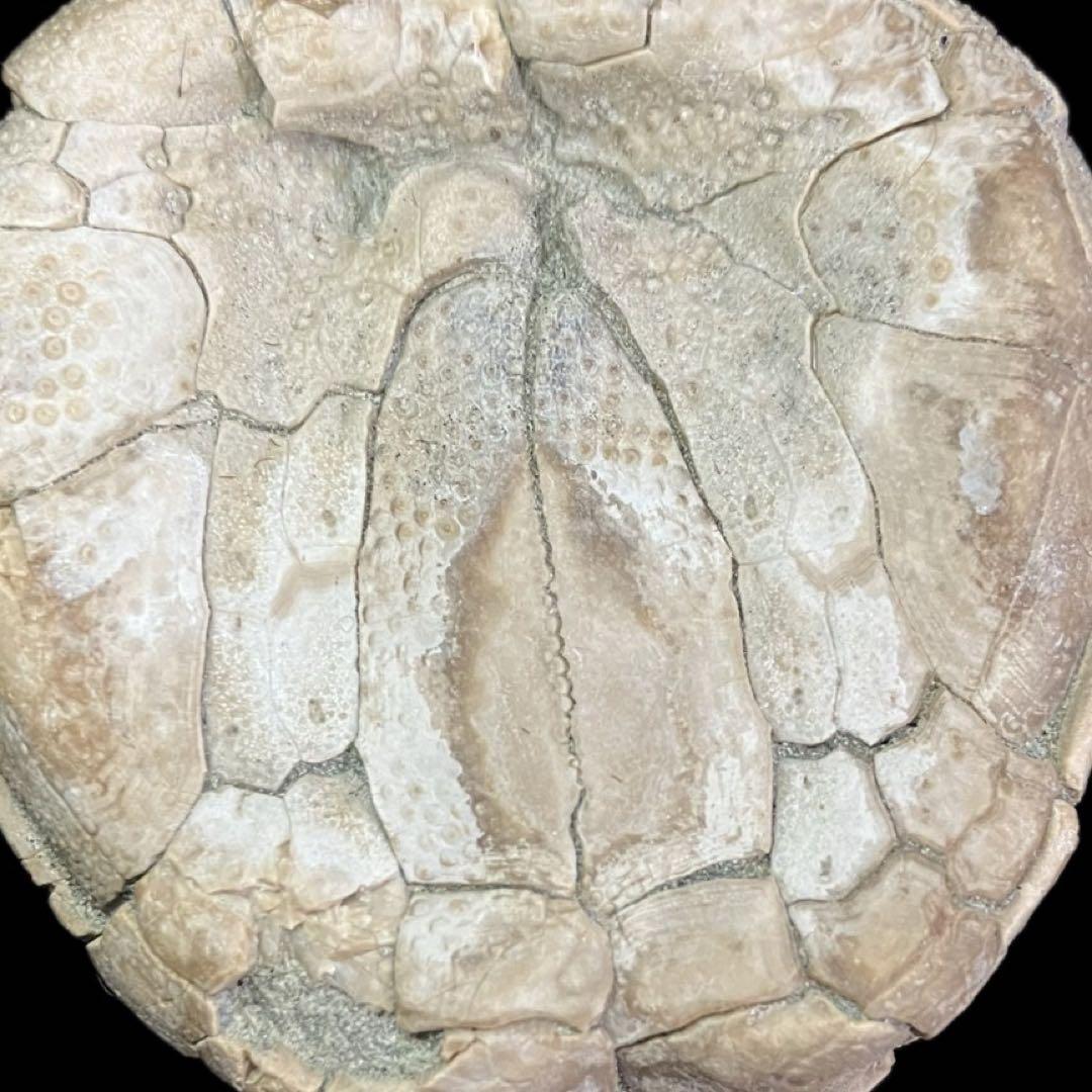 ウニ　化石　北海道 産　国産化石