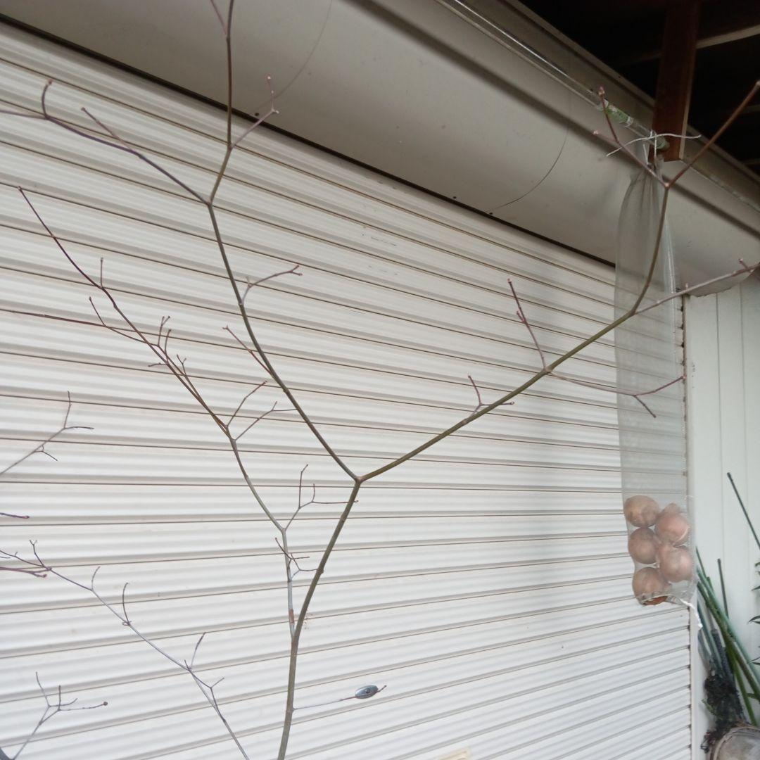 コハウチワカエデ　山採り