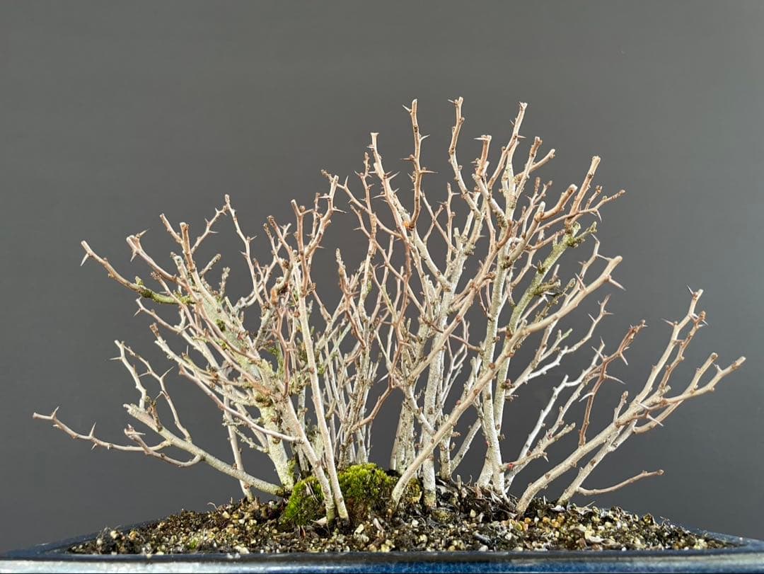 白木盆栽園　赤花　長寿梅　盆栽　樹高19センチ　楓カエデ紅葉モミジ欅花物観葉植物