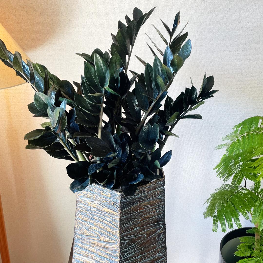 【超希少！このボリュームは出回らないです】ザミオクルカス レイブン