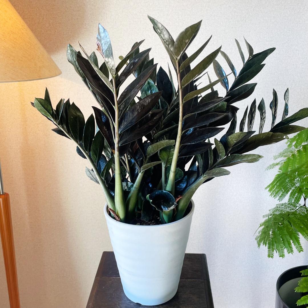 【超希少！このボリュームは出回らないです】ザミオクルカス レイブン