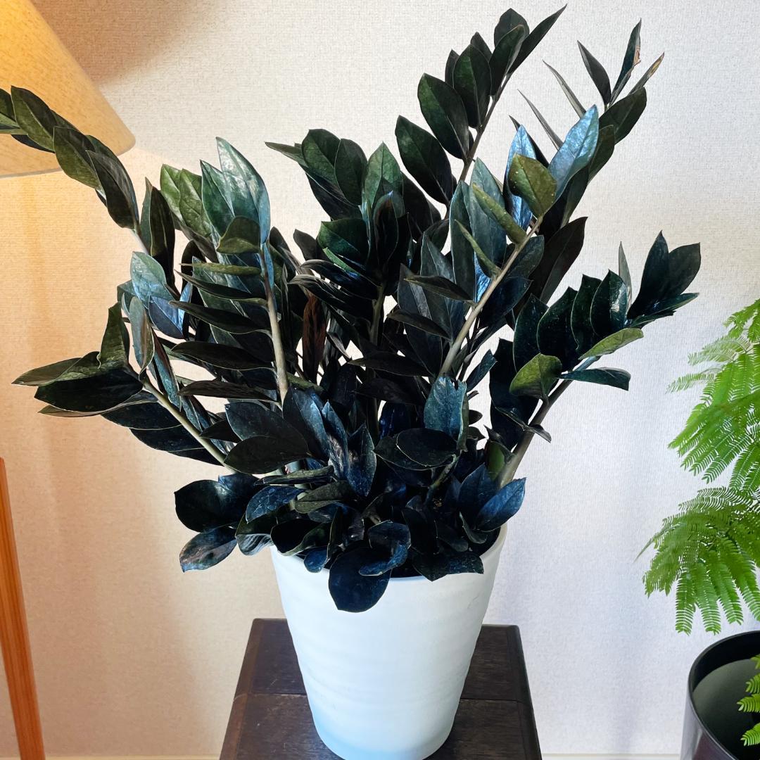 【超希少！このボリュームは出回らないです】ザミオクルカス レイブン