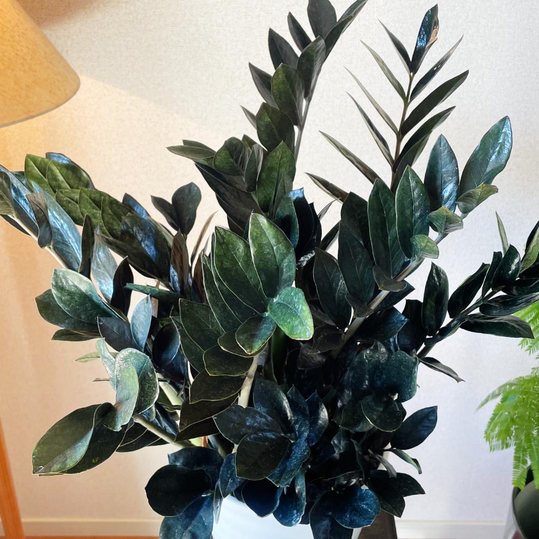 【超希少！このボリュームは出回らないです】ザミオクルカス レイブン