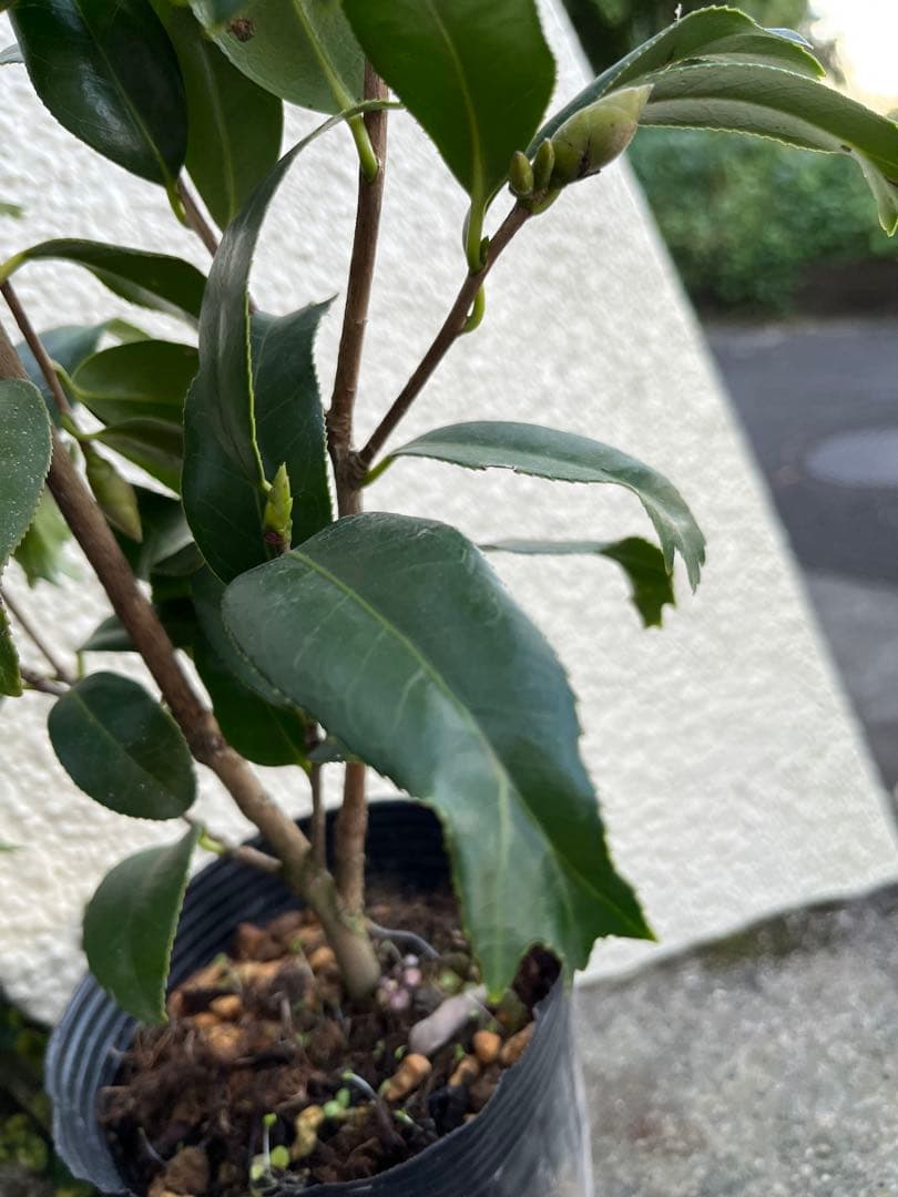 椿　紅ト伴(べにぼくはん）、白侘介金魚葉椿の2種2鉢　蕾沢山 宅急便そのまま発送