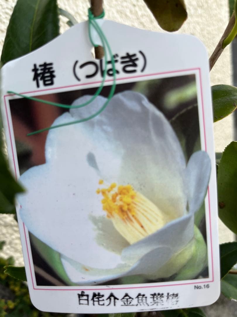 椿　紅ト伴(べにぼくはん）、白侘介金魚葉椿の2種2鉢　蕾沢山 宅急便そのまま発送