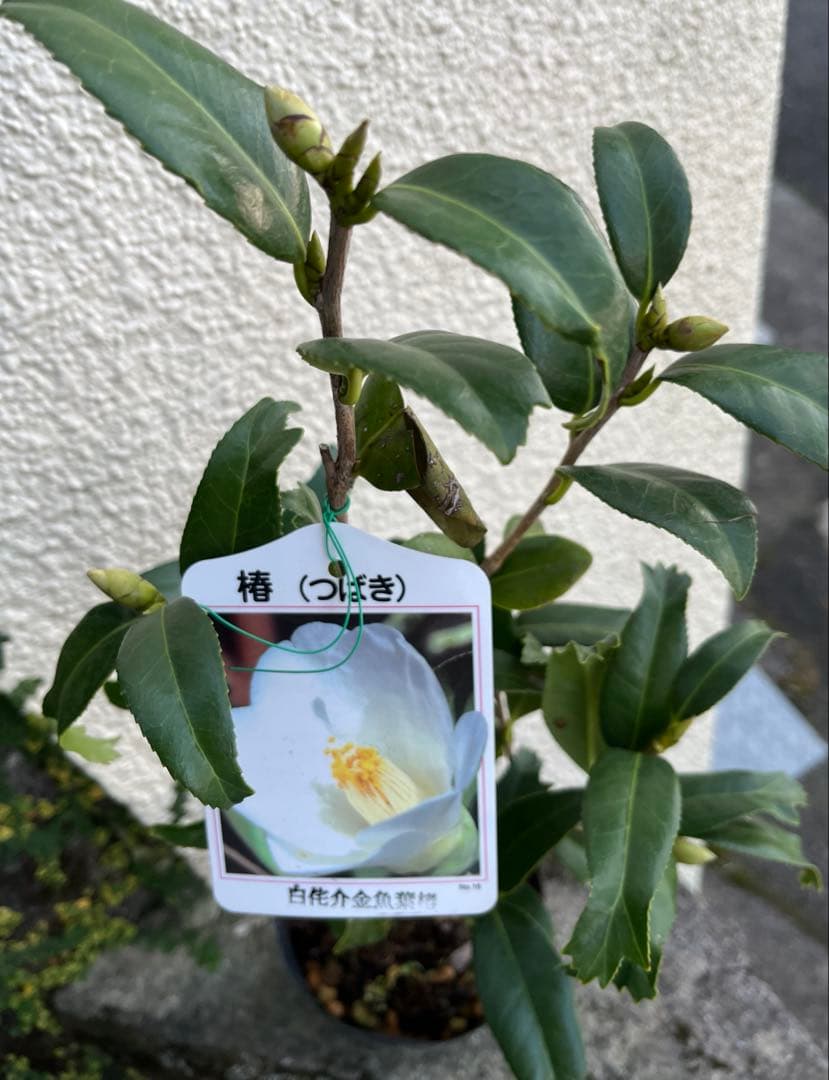 椿　紅ト伴(べにぼくはん）、白侘介金魚葉椿の2種2鉢　蕾沢山 宅急便そのまま発送