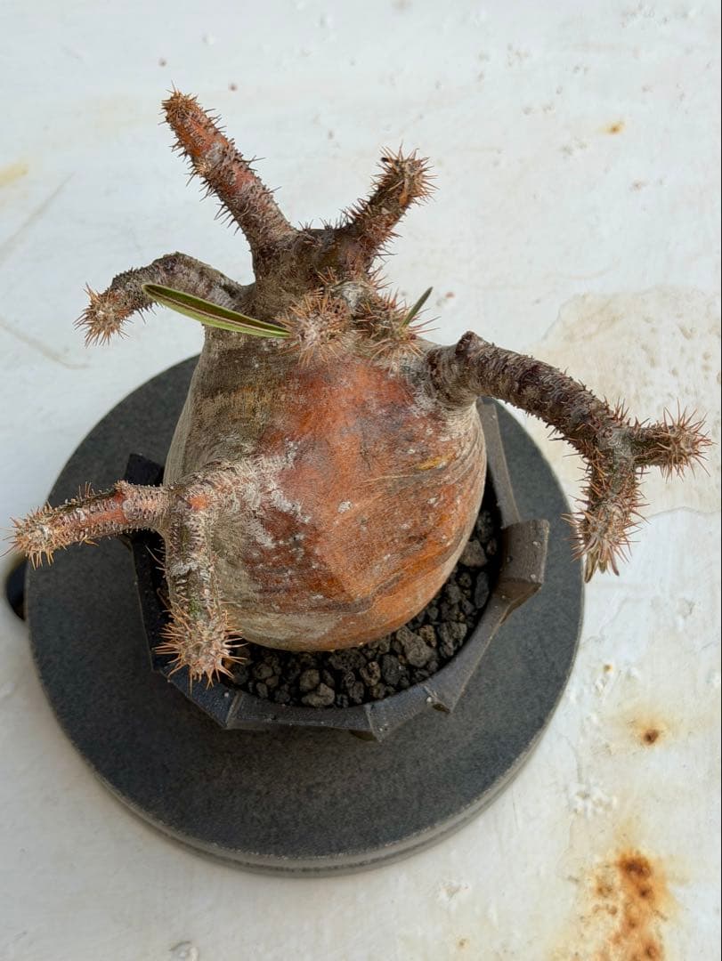 パキポディウム　グラキリス　現地球　作家鉢つき カクタスグリーン購入