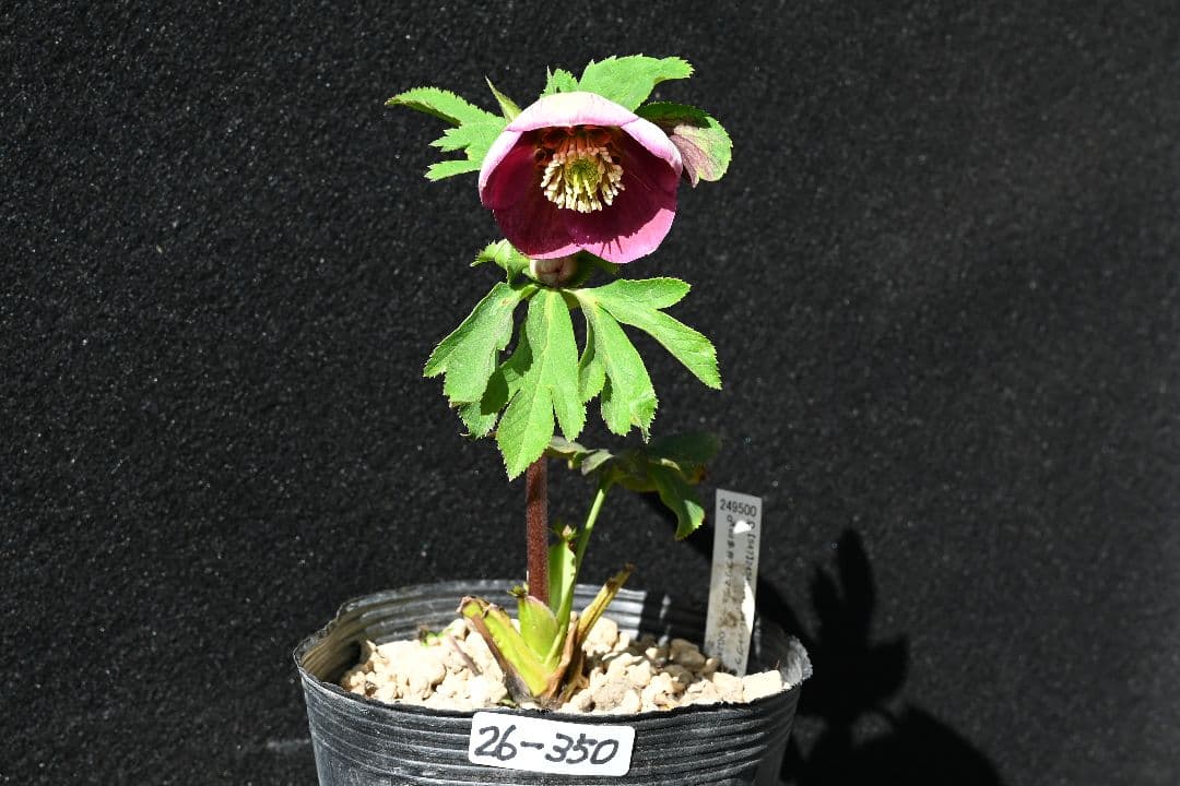 クリスマスローズ　sdレッドリバーシブル　ソフトカップ咲き加藤農園