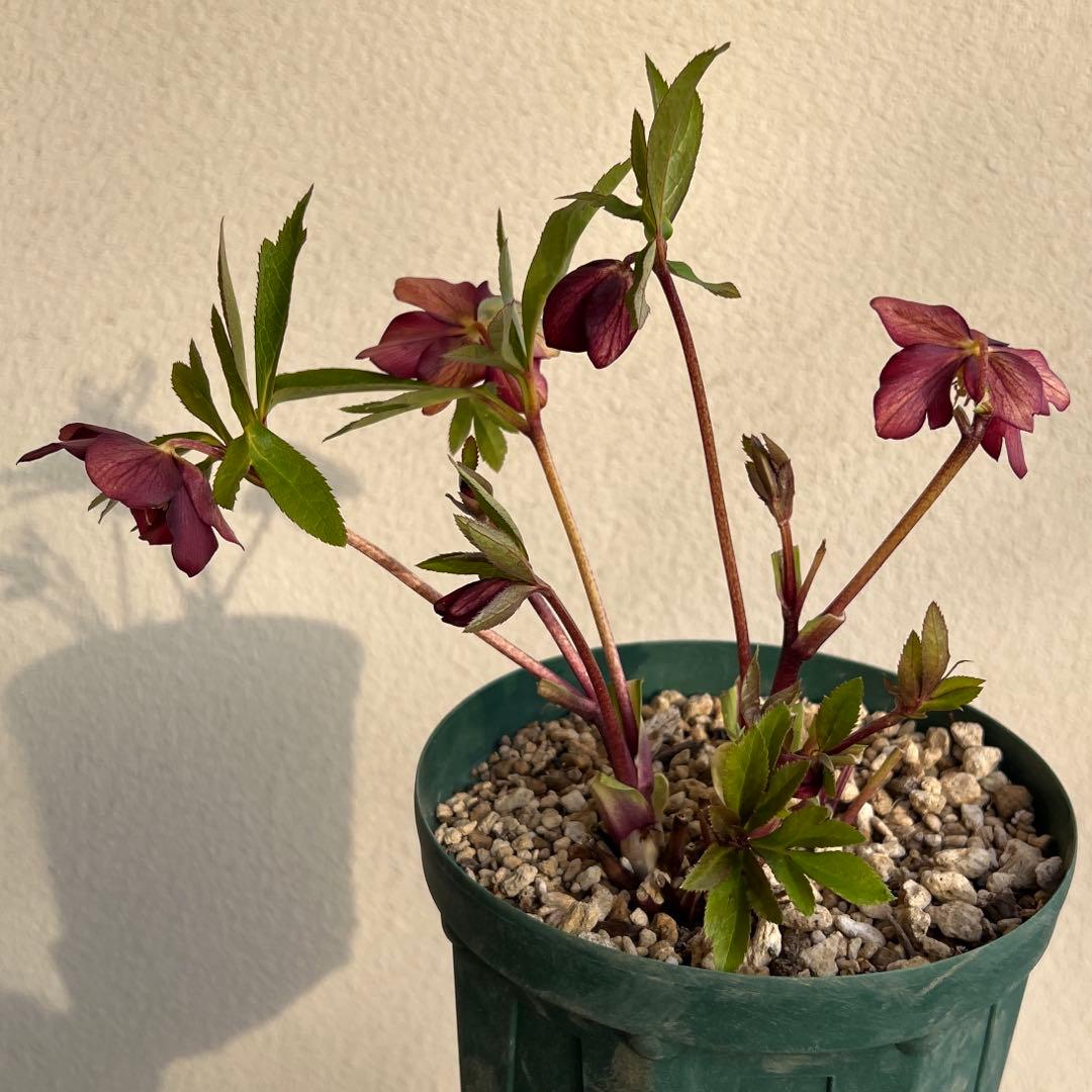 クリスマスローズ　ミスティーク　ss 大木ナーセリー　開花苗　6号鉢