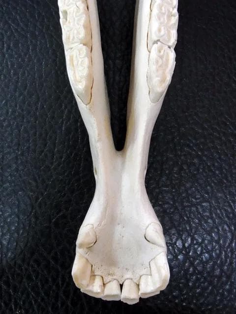 アフリカ便！サバンナシマウマ 頭骨