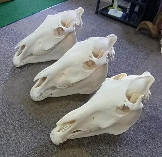 アフリカ便！サバンナシマウマ 頭骨