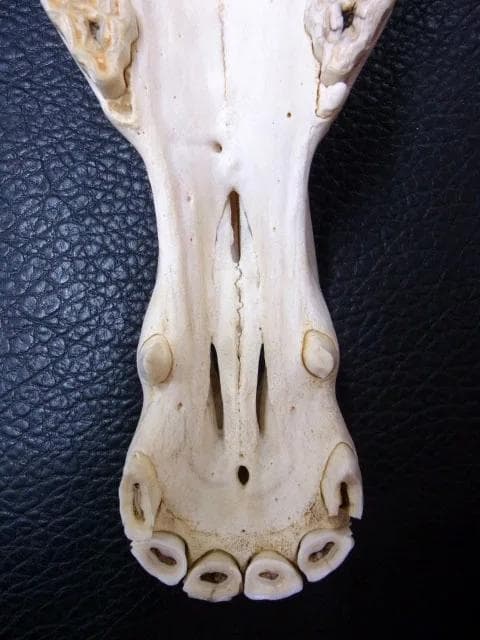 アフリカ便！サバンナシマウマ 頭骨