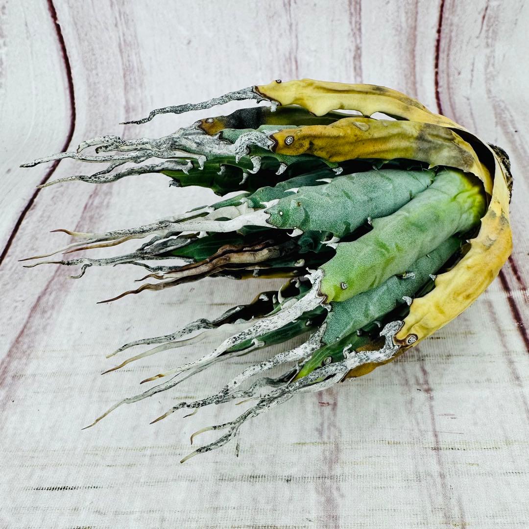 601 アガベ ユタエンシス エボリスピナ 陽炎 ロングスパイン