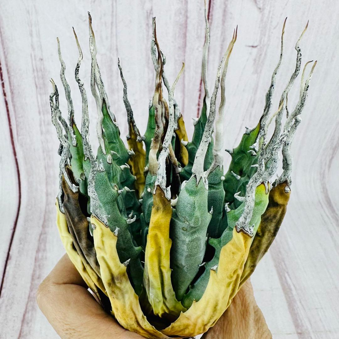 601 アガベ ユタエンシス エボリスピナ 陽炎 ロングスパイン