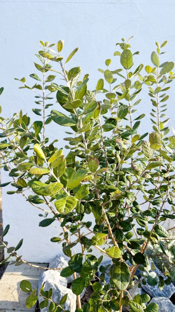 超逸品。フェイジョア株立ち1.4M(鉢底から)品番B