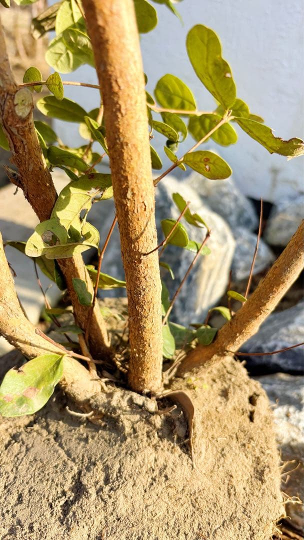 超逸品。フェイジョア株立ち1.4M(鉢底から)品番B