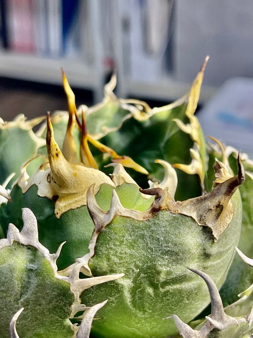 アガベ チタノタ　白鯨　 植物 約15cm