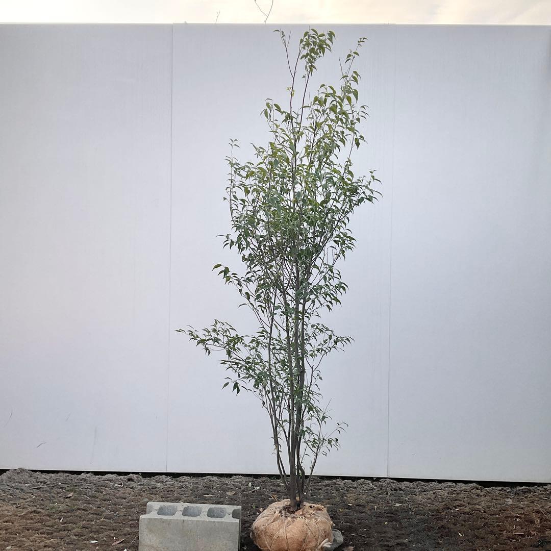 山採り　ハイノキ/ 1039