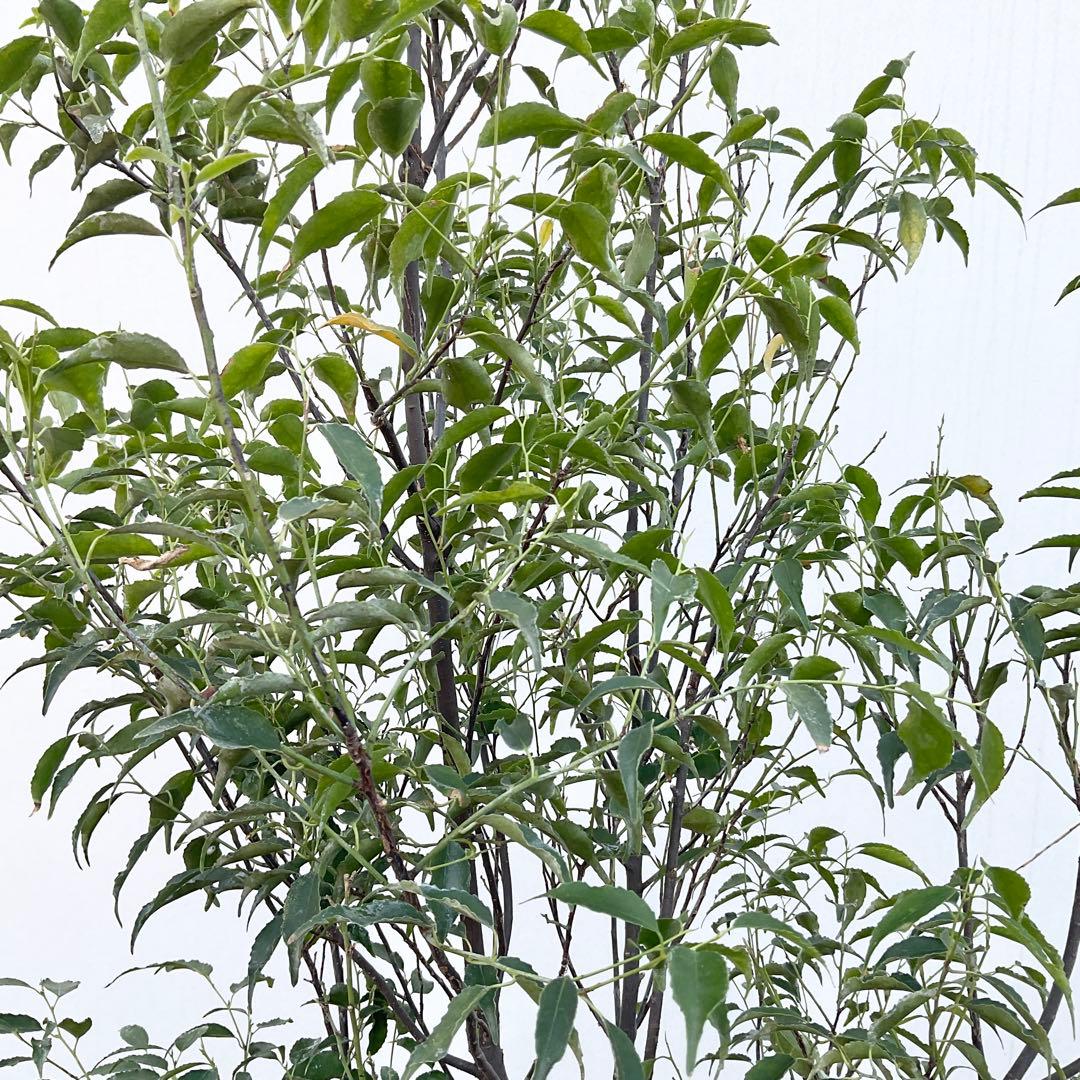 山採り　ハイノキ/ 1039