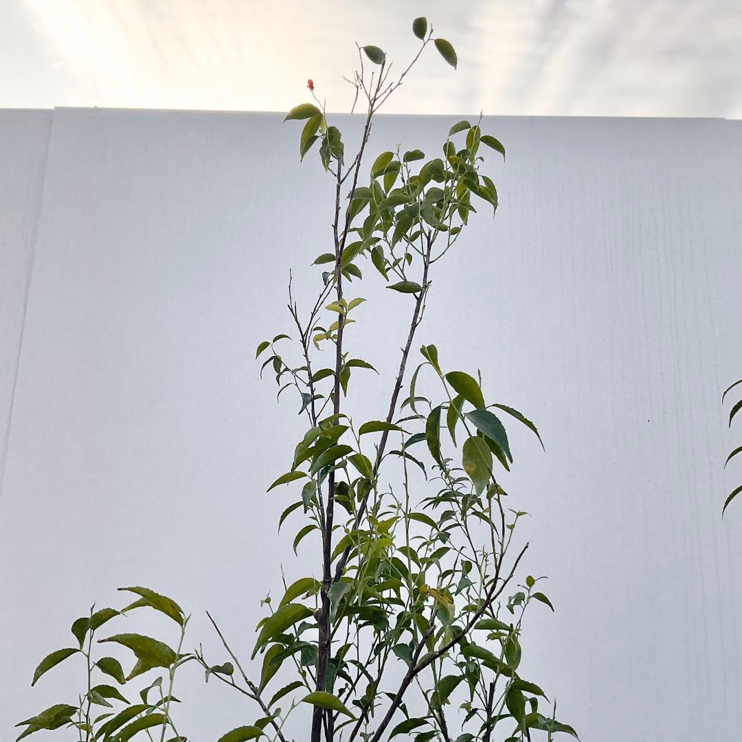 山採り　ハイノキ/ 1039