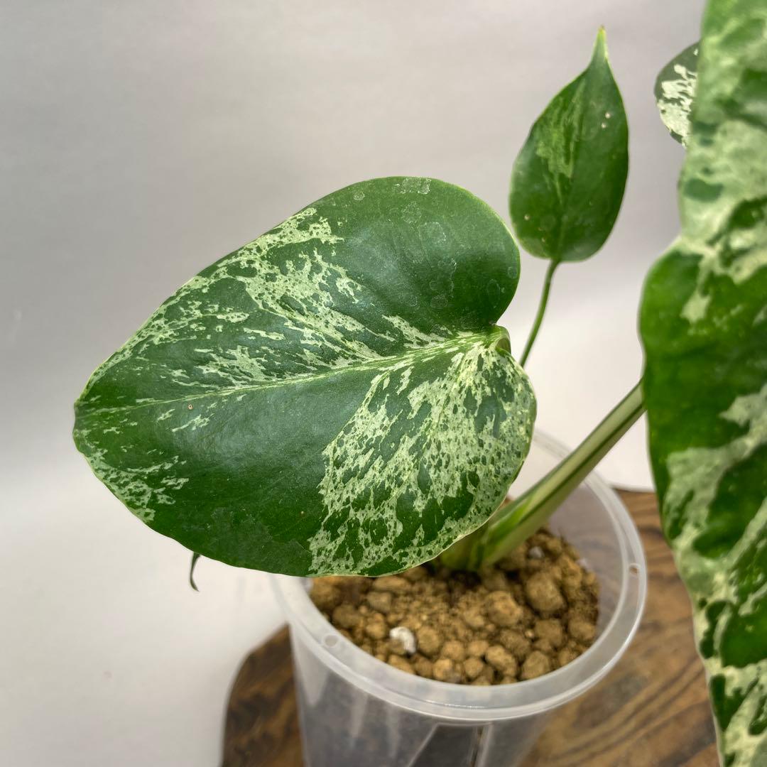 ワ*ャ様 lsw679品種保証！Bulbasaurモンステラ・フシギダネ　斑入り