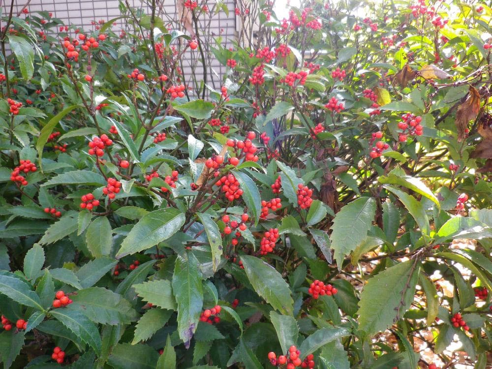 ペンタックス Optio RZ10 ホワイト コンパクトデジタルカメラ 元箱付き