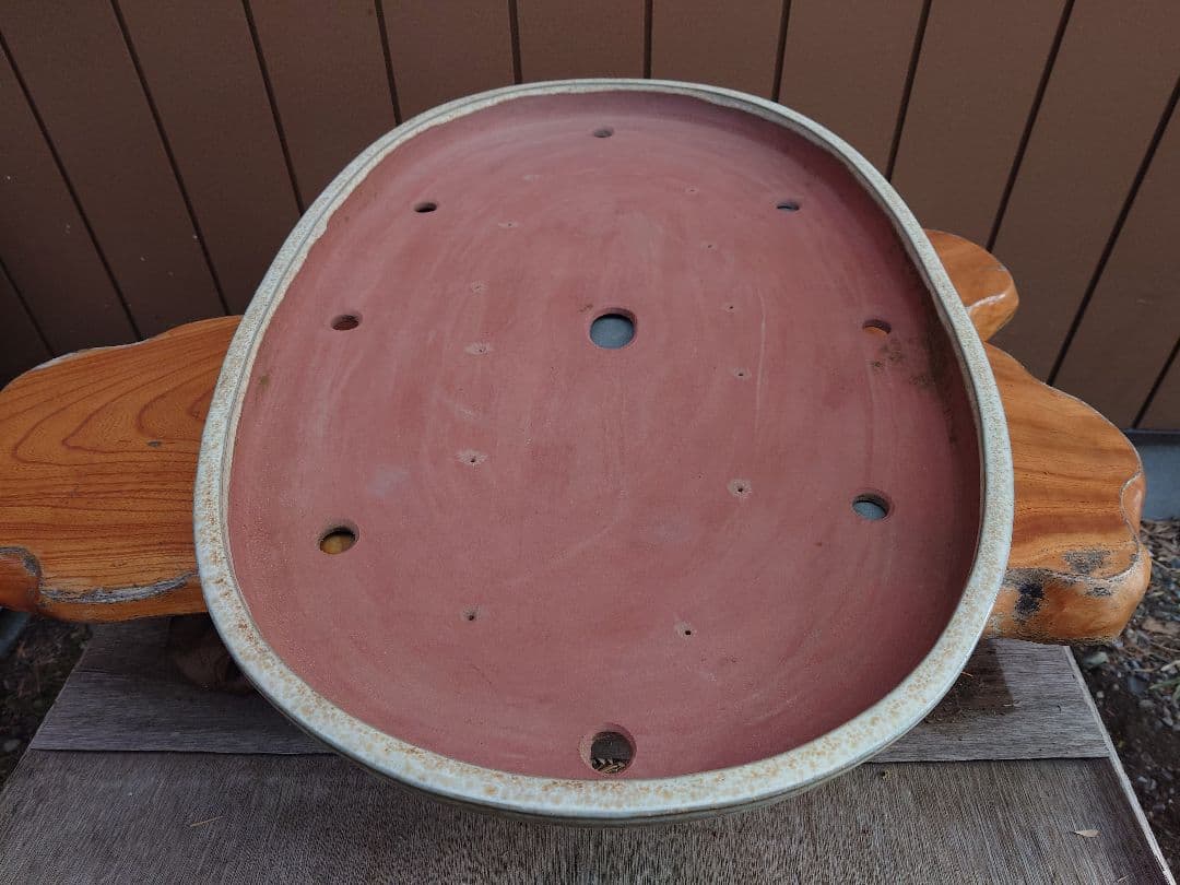 盆栽　鉢　緑巳斉春松　幅77cm