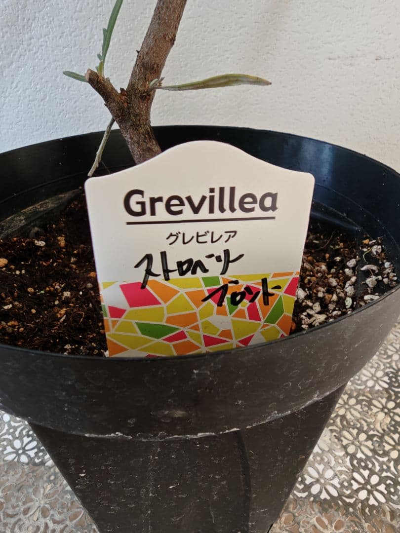 グレビレア　ストロベリーブロンド
