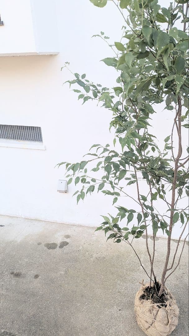 山採りハイノキ株。