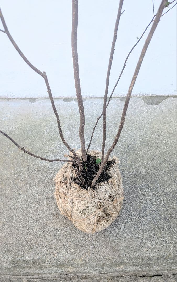 山採りハイノキ株。