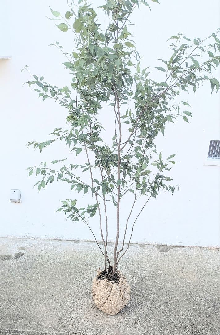 山採りハイノキ株。