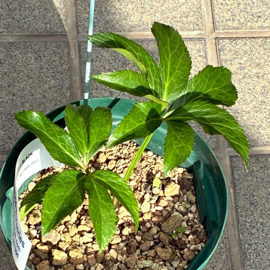 バ*カ様 ☘️タグ付き☘️3348⭐️Ashwood⭐️⭐️DD BLACK ⭐