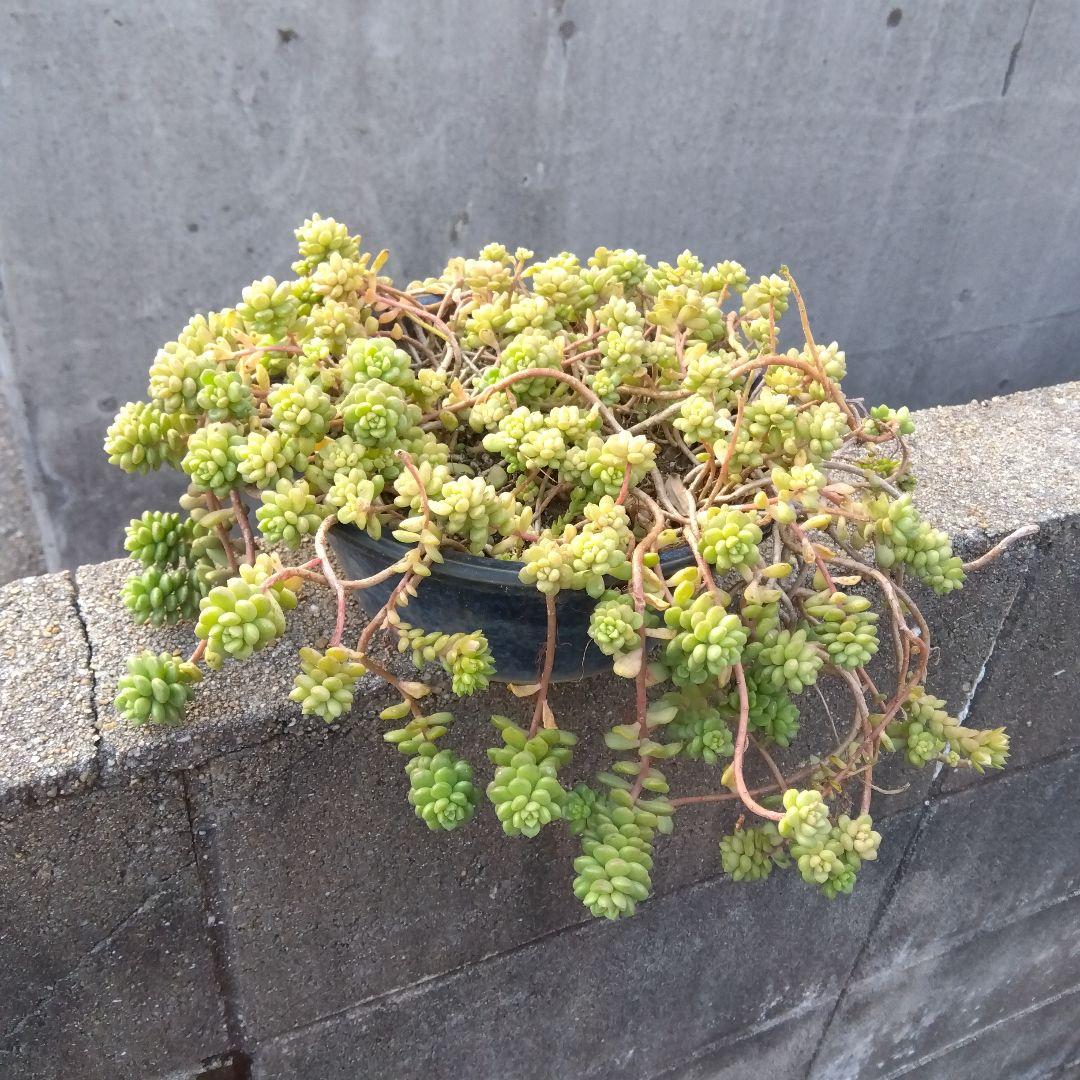 アサ様 リクエスト 5点 まとめ商品