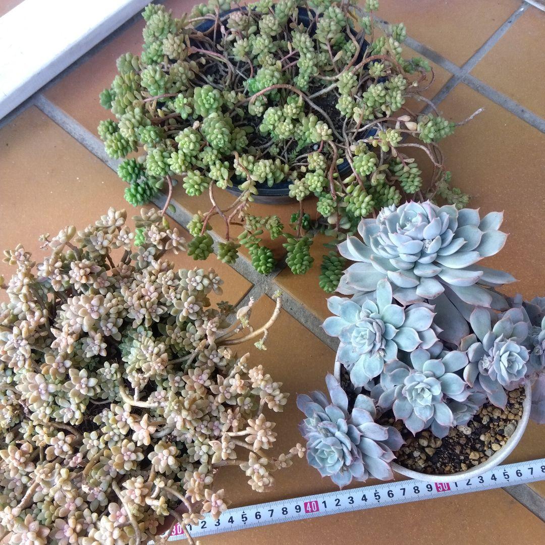 アサ様 リクエスト 5点 まとめ商品