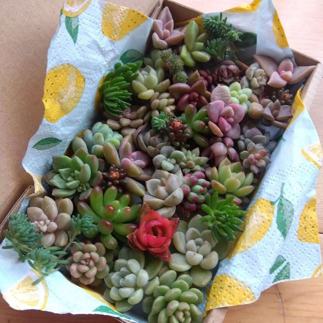 アサ様 リクエスト 5点 まとめ商品