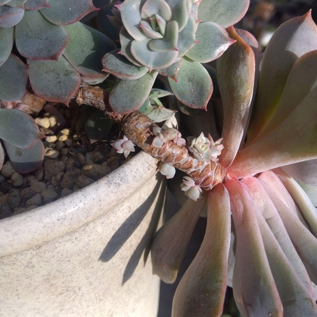 アサ様 リクエスト 5点 まとめ商品