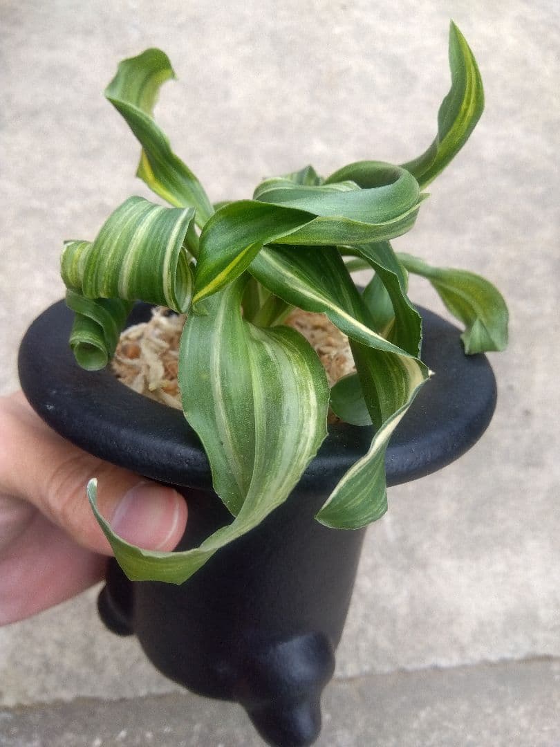 pao.　万年青　おもと　獅子　縞斑　4号陶器鉢つき　3株群生❗　ら