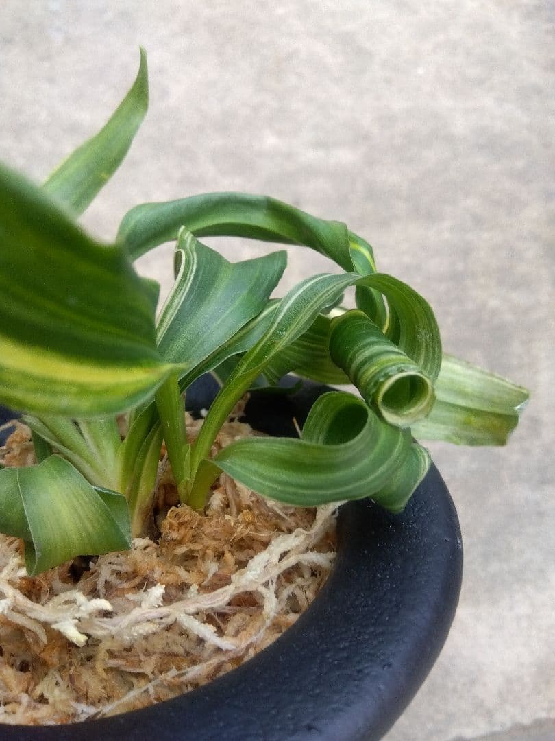 pao.　万年青　おもと　獅子　縞斑　4号陶器鉢つき　3株群生❗　ら