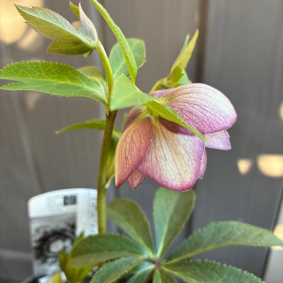 ♡広瀬園芸♡ ミストベイン