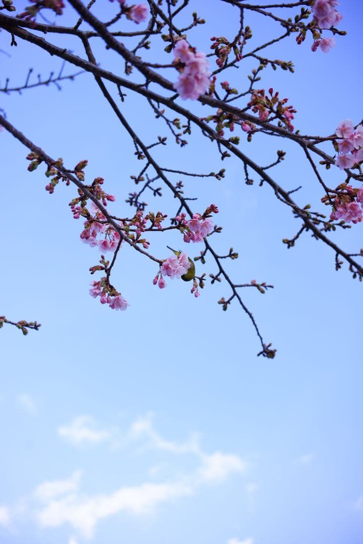 Fujifirm X-T100 ダークブラウン&TTartisan40mmセット