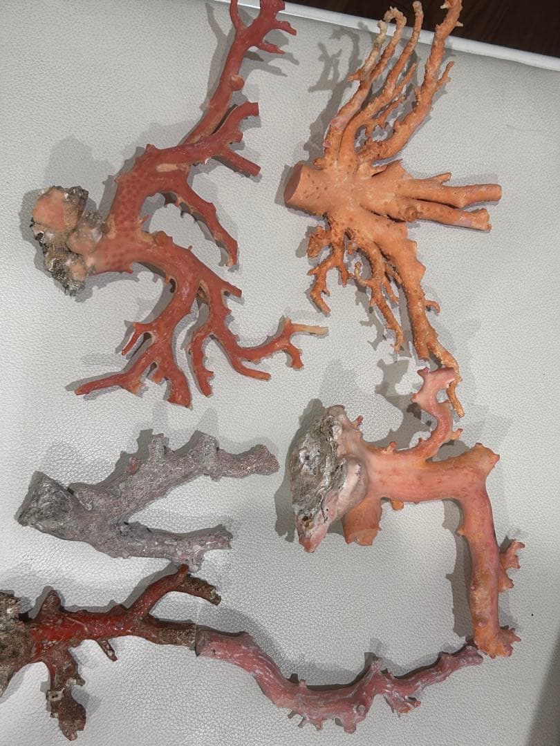 赤珊瑚桃珊瑚原木