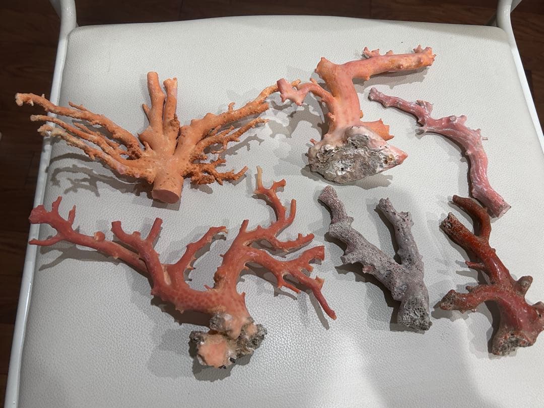 赤珊瑚桃珊瑚原木